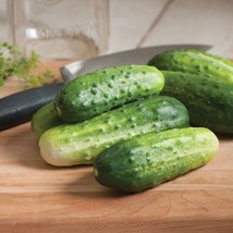 USA SELLER H-19 Organic Little Leaf Cucumber Seeds Fast Shipping - $9.80