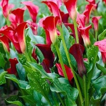 Majestic Red Calla Lily Bulb - 14/16 cm Bulb - Soft amazing amber flame ... - $14.20