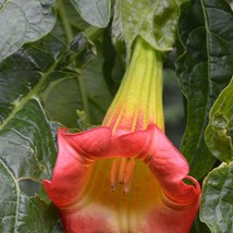 Fast Ship USA Seller Brugmansia Sanguinea Red Eagle Tree Mountain Angel Trumpet  - £14.48 GBP