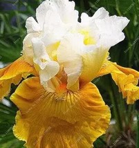 PWO Fresh 100Pcs Mixed Light Iris Flower Perennia Flower Seeds Bearded Iris Natu - £5.46 GBP