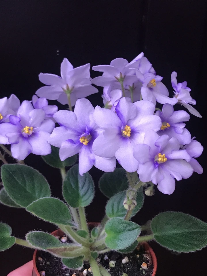 African Violet Plant “Rob’s Loose Noodle” (Miniature) - USA Seller  - $38.99