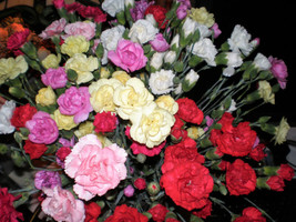 100 Mixed Carnation Double Dianthus Chinensis Flower Seeds *From US - $8.35