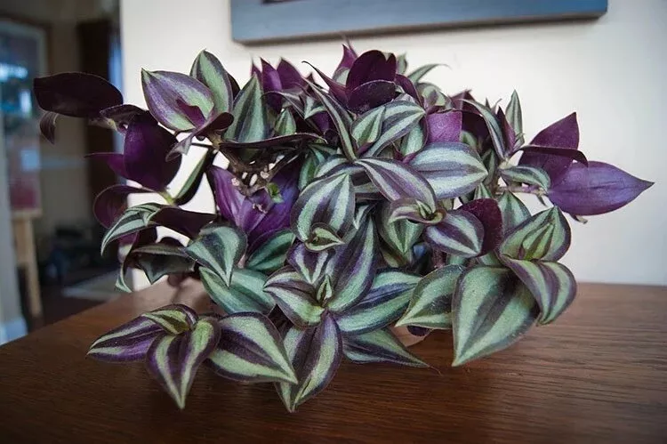10 Plant Cuttings Wandering Jew Tradescantia Zebrina Purple plant - £20.37 GBP