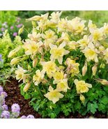 25 Columbine Aquilegia Sunshine Bright Seeds Yellow Flower Perennial - £14.06 GBP