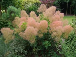 Young Lady Smoke Bush Cotinus Coggygria 20 Seeds From US - $9.20