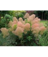Young Lady Smoke Bush Cotinus Coggygria 20 Seeds From US - £7.22 GBP