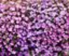 1000 Seeds Groundcover Rock Cress Mixed Colors Perennial Purple &amp; White Non-GMO - £8.79 GBP
