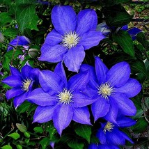 300  Seeds Blue Clematis Wire Lotus Seeds Clematis Climbing Seeds  - £23.16 GBP