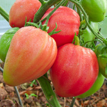 HeirloomSupplySuccess 10 Pink Ox Heart OxHeart Tomato Seeds  - £3.26 GBP