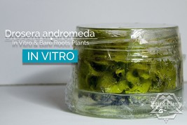 RARE: Drosera andromeda in vitro (Tissue Culture) Carnivorous plants, sundew, - £23.20 GBP