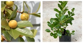 Live Fruit Tree 1&#39;-2&#39; Yellow Strawberry ( Psidium cattleianum var. lucidum)  - £57.67 GBP