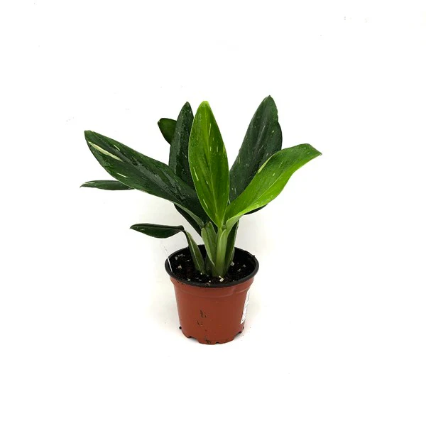 LWS Monstera Standleyana Albo Variegata 3.5 Until 4 inch Fast Shipping - $57.98