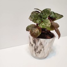 House Plant in Ceramic Planter, Purple Waffle Hemigraphis Alternata Potted Plant image 3