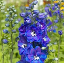 150 Seeds Delphinium King Arthur Royal Blue Purple Tall Perennial Heirloom Seeds - £6.61 GBP