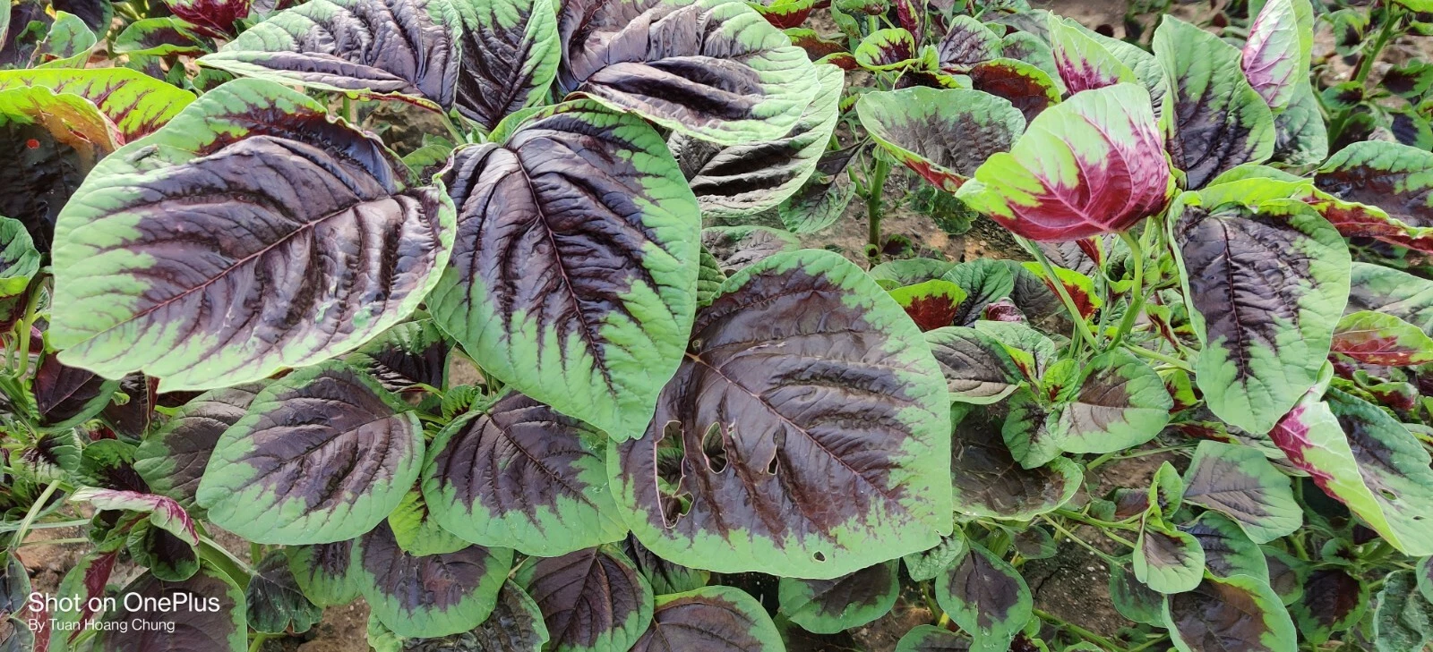 2000+ Purple Amaranth Seeds / Edible / Rau D?n Ta for 2025 season. US Se... - $5.83