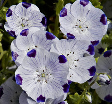 Five Spot Nemophila Seeds 100 Ct Flower Annual Wildflower Usa  - £8.14 GBP