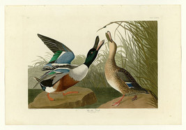 Giclee Oil Painting John James Audub  Shoveller Duck Fine repro - £7.58 GBP+