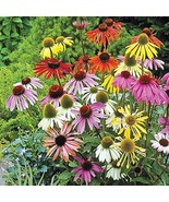 50 Mixed Coneflower Seeds Echinacea Perennial Flowers Seed Flower US Fas... - $9.98