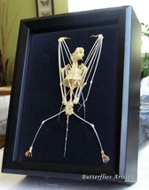 Real Bat Skeleton Diadem Roundleaf Hipposideros Diadema Museum Quality D... - £86.52 GBP