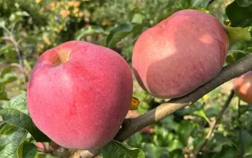 25 Wolf River Apple Seeds for Garden Planting - $8.01