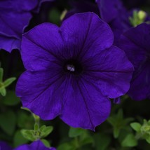 New Seeds Petunia Seeds E3 Easy Wave Blue 25 Pelleted Seeds USA Seller - $26.08