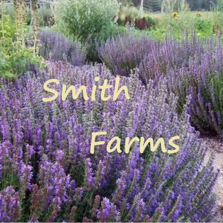 25 Seeds Purple Lavender Hyssop Flowers Agastache Flower Fresh Seeds USA Seller - $12.25