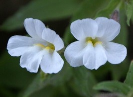 50 White Mimulus Monkey Flower Flower Seeds Long Lasting AnnualFrom US  - $8.35