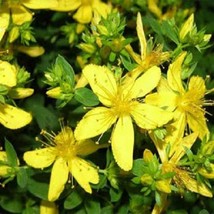 100 Seeds St Johns Wort Stachys Byzantina Lanata Herb Deer Resistant Fresh Seeds - $18.57