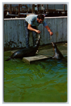 Harbor Seals New England Aquarium Boston MA Massachusetts UNP Chrome Postcard R2 - £3.21 GBP