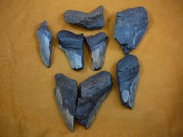 (SW11-17) TWO POUNDS Fossil Shark Tooth teeth MEGALODON partial sharks fragments - £44.06 GBP