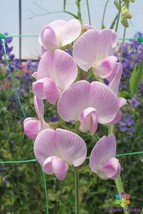 HS  50+ Lathyrus Latifolius &#39;Blushing Bride&#39; Sweet Pea Seeds  - £5.52 GBP