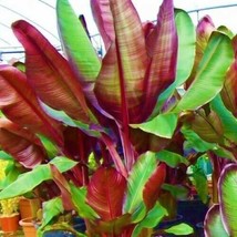 AWS **Red Abyssinian**Ensete Maurelii**Aka False Red Tropical Musa Banana Tree** - $29.99