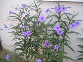 2 Well Established Rooted Mexican Petunia Plants Lawn Home Garden Live P... - $186.39 MXN