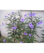 2 Well Established Rooted Mexican Petunia Plants Lawn Home Garden Live P... - $186.39 MXN