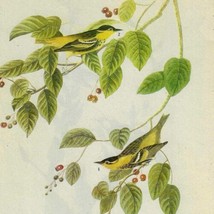 Carbonated Warbler Bird 1946 Color Plate Print John James Audubon Nature... - $29.99