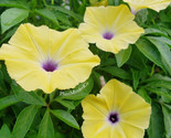 Yellow Morning Glory 10 Authentic Seeds - $5.25