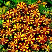 LWS French Marigold Court Jester Harlequin Tall Garden 100 Seeds Fast Sh... - £7.72 GBP