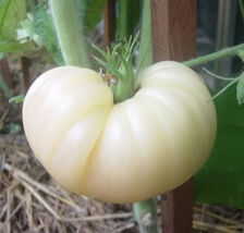 10 Great White Tomato Beefsteak Seeds Heirloom  - $4.13