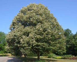 Tilia Tomentosa (Silver Linden) 10 seeds - £0.99 GBP