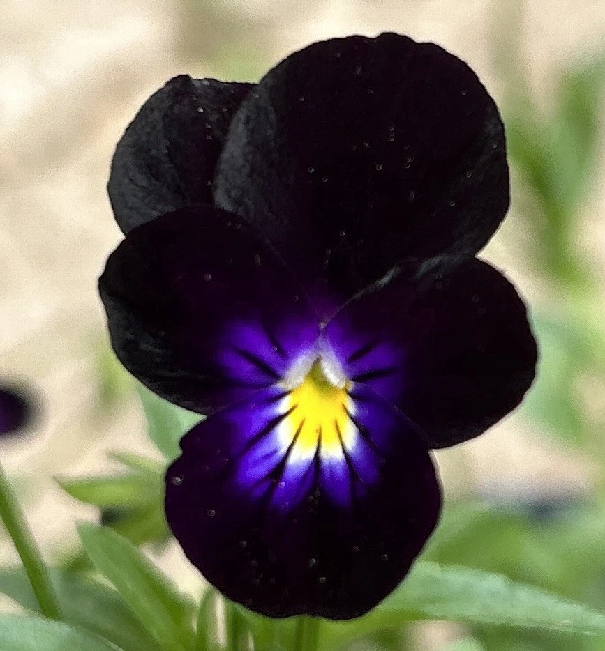 Fragrant Violet &#39;Bowles Black&#39; Live Plant 4&quot; - Deep Purple-Black Perenni... - $511.12 MXN