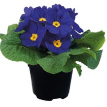 Primula Seeds Primula Paradiso Early Blue 50 Primrose Seeds Gardening USA Shippi - $15.79