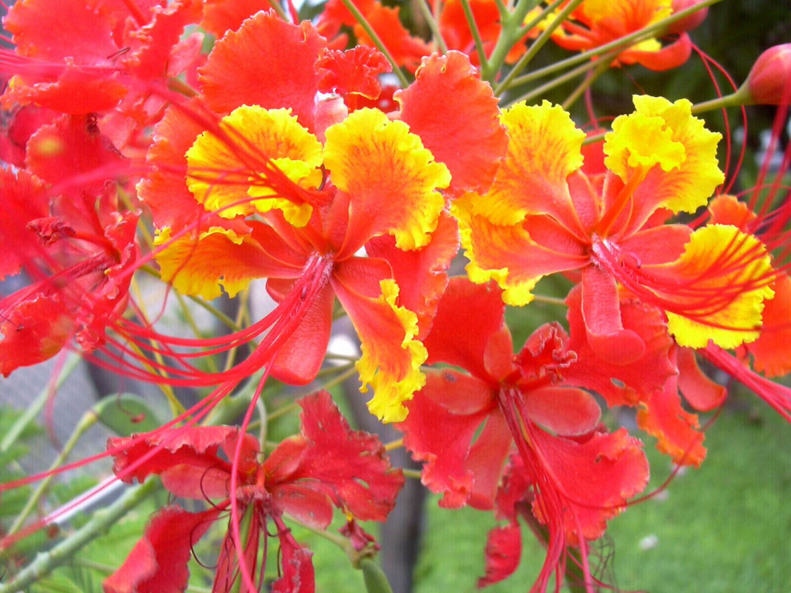 10 Red Bird Of Paradise Caesalpinia Pulcherrima Barbados Peacock Flower ... - £12.03 GBP
