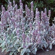 50 pcs lamb s ear byzantina flower seeds  mnss thumb200