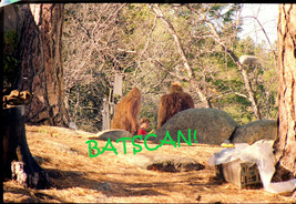 Bigfoot 1987 Disney Tv Movie ON-SET Photos Colleen Dewhurst, Candace Cameron #2 - £18.90 GBP