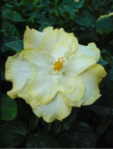 20 Double Yellow White Seeds Flowers Flower Seed Perennial Bloom - £12.49 GBP