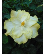 20 Double Yellow White Seeds Flowers Flower Seed Perennial Bloom - $15.89