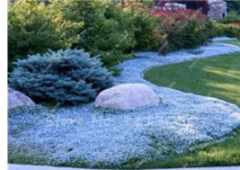 200 Pcs Creeping Thyme Seeds Rock Cress Plant - Sky Blue Color From Garden - £6.35 GBP