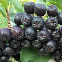 Aronia Melanocarpa Black Chokeberry 50 Seeds Fresh Seeds - $19.20