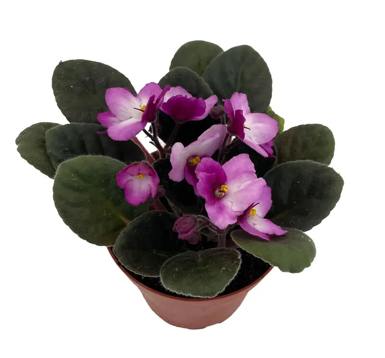 Novelty African Violet - 4&quot; Pot - Best Blooming Plant - £30.11 GBP