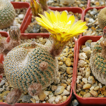Cacti Lobivia famatimensis cactus Succulent real live plant - £23.36 GBP
